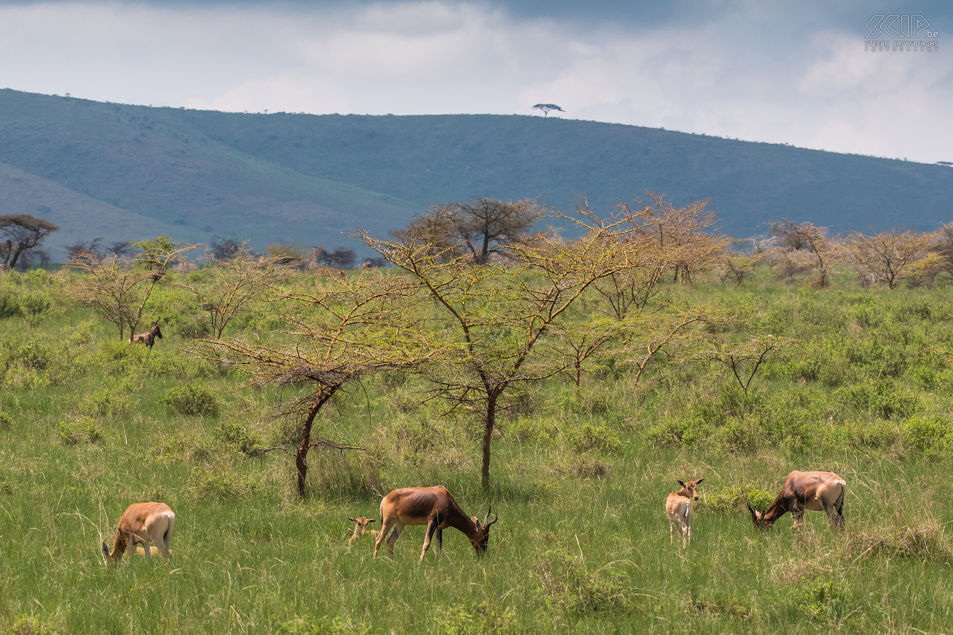 Senkele - Swayne's hartebeests We also made a short game drive in Senkele Wildlife Sanctuary. The park is 54m2 and unfortunately local farmers have a lot of cattle grazing in this park. There are not that many different animal species but the endemic and endangered Swayne's hartebeest (Alcelaphus buselaphus swaynei) is unique. It is estimated that there are only 600 to 800 animals left. The Swayne's hartebeest is one of the eight subspecies of the hartebeest that only lives in Ethiopia. Stefan Cruysberghs